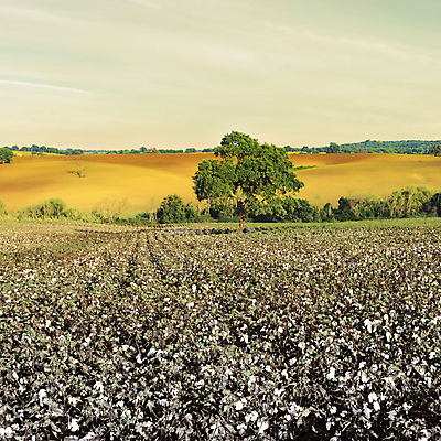 포토 JPG 해외이미지 식물 구름 꽃 유럽 산업 지구 밭 농업 공 자연 하늘 풍경 사람없음 야외 농작물 농장 농경지 수확 가을 흰색 나뭇가지 시골 직물 면 스페인 만취 순수 유기농 복고 날것 정사각형 섬유 내추럴 밭일 블러 숙성 스페인어 필터 세련 해외202004 해외포토 자연요소 도형 나무 웰빙 계절 나라 컬러 컨셉 생태계 술취함 파일형식 이미지허브