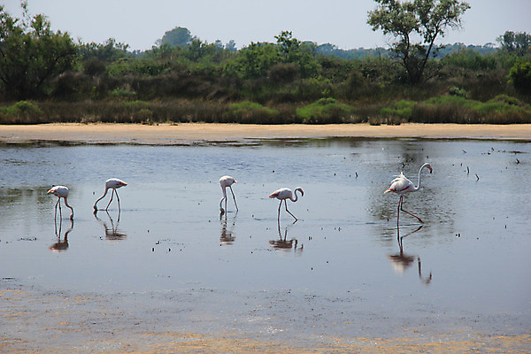 포토 JPG 해외이미지 동물 야생동물 모래 분홍색 자연 조류 사람없음 물 프랑스 흰색 플라밍고 깃털 프랑스어 프로방스 해외202004 해외포토 자연요소 문자 유럽 컬러 생태계 파일형식 이미지허브