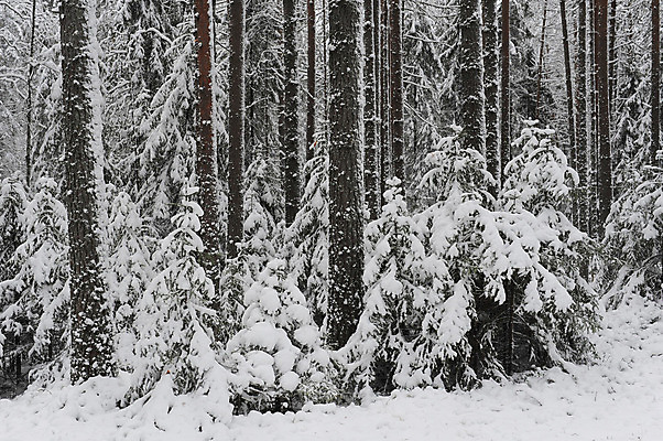 포토 JPG 해외이미지 나무 계절 백그라운드 크리스마스 겨울 자연 하늘 휴가 풍경 사람없음 야외 목재 파란색 우주 냉동 추위 덮개 흰색 소나무 눈송이 숲 서리 장면 내추럴 폭설 눈내림 해외202004 해외포토 식물 기념일 컬러 재료 눈_날씨 뚜껑 자연재해 생태계 파일형식 이미지허브