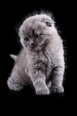 포토 JPG 해외이미지 동물 1 영어 응시 문화 얼굴 백그라운드 장난 포유류 가족 자연 영국 털 앉기 성인 사람없음 파란색 반려동물 갈색 고양이 줄무늬 회색 흰색 아기 고급 은색 작음 큼 자르기 슛 부드러움 얼룩무늬 솜털 고립 접기 스코틀랜드 해외202004 해외포토 문자 시선 유럽 컬러 컨셉 무늬 관계 모션 사람 신체부위 감각 크기 생태계 파일형식 이미지허브