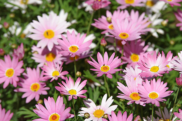 포토 JPG 해외이미지 식물 디자인 계절 공원 꽃잎 꽃 줄기 백그라운드 꽃무늬 밭 자연 건강 사람없음 야외 초록색 파란색 햇빛 태양 약 노란색 정원 맑음 봄 벚꽃 흰색 시골 그룹 허브 묘사 에코 데이지 내추럴 모종 처음 캐모마일 해외202004 해외포토 자연요소 공공시설 컬러 무늬 농업 의학 날씨 환경 생태계 파일형식 이미지허브