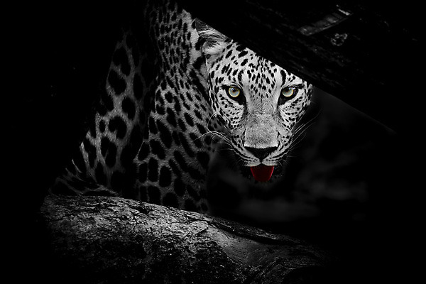 포토 JPG 해외이미지 동물 응시 공원 얼굴 야생동물 포유류 아프리카 자연 친절 수염 털 사람없음 야외 노란색 환경 검은색 고양이 분노 점 황무지 닫기 치아 위험 큼 모피 사파리 속도 육식동물 사냥꾼 표범 힘찬 해외202004 해외포토 직업 시선 공공시설 감정 나라 컬러 컨셉 모션 신체부위 반려동물 소화기관 크기 생태계 파일형식 이미지허브