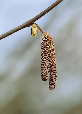 포토 JPG 해외이미지 나무 식물 계절 낙엽 자연 하늘 새로움 사람없음 야외 빛 햇빛 태양 갈색 노란색 봄 성장 벚꽃 나뭇가지 신선 개화 닫기 숲 꽃가루 자작나무 내추럴 해외202004 해외포토 자연요소 꽃 컬러 컨셉 잎 모션 가루 생태계 파일형식 이미지허브