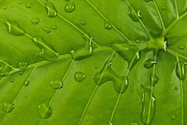 포토 JPG 해외이미지 나무 식물 백그라운드 잎 자연 사람없음 초록색 물 정원 활발 젖음 흐름 성장 흰색 물방울 신선 떨어짐 이슬 빗방울 허브 질감 시트 정맥 해외202004 해외포토 자연요소 컬러 컨셉 비_날씨 생태계 혈관 파일형식 이미지허브