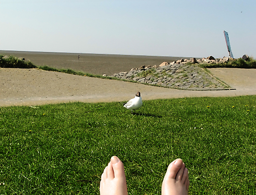 포토 JPG 해외이미지 동물 바다 발 갈매기 조류 휴가 휴식 사람없음 먹이 해외202004 해외포토 컨셉 신체부위 파일형식 이미지허브