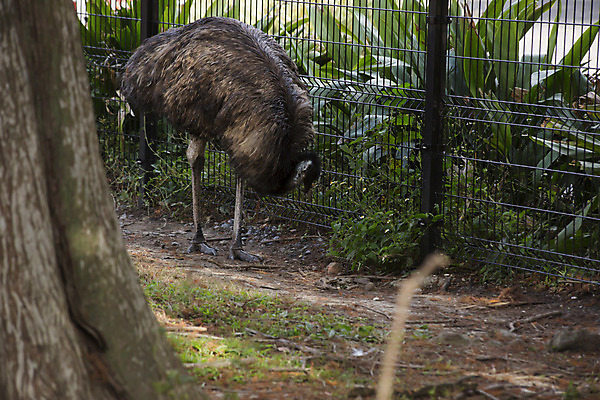 포토 JPG 해외이미지 동물 응시 얼굴 야생동물 백그라운드 자연 조류 동물원 사람없음 야외 농장 갈색 머리 회색 다양 유머 호주 큼 모피 깃털 속도 호기심 생물학 부리 부드러움 목 동물상 바보 이국적 해외202004 해외포토 시선 교육 감정 컬러 다수 컨셉 농업 신체부위 조형물 감각 오세아니아 크기 생태계 파일형식 이미지허브