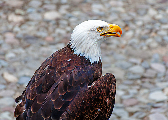 포토 JPG 해외이미지 주간 야생동물 사람없음 야외 독수리 흰머리독수리 해외202004 해외포토 자연요소 동물 조류 파일형식 이미지허브