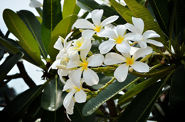 포토 JPG 해외이미지 나무 식물 꽃 백그라운드 잎 꽃무늬 자연 하늘 추상 사람없음 야외 흰색 신선 부드러움 내추럴 해외202004 해외포토 컬러 무늬 감각 생태계 파일형식 이미지허브