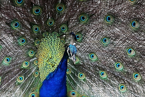 포토 JPG 해외이미지 동물 남자 야생동물 백그라운드 패턴 자연 조류 사람없음 초록색 파란색 컬러풀 머리 활발 펼침 우아함 공작 깃털 묘사 꼬리 부리 이국적 터키석 해외202004 해외포토 컬러 컨셉 무늬 모션 사람 신체부위 보석 생태계 파일형식 이미지허브