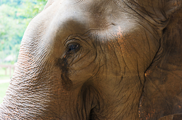포토 JPG 해외이미지 동물 공원 아시아 야생동물 여행 포유류 가족 태국 자연 코끼리 안전 동양인 사람없음 야외 초록색 머리 환경 힘 회색 아기 행운 황무지 숲 큼 피부 상아 북쪽 내추럴 돌봄 전국 해외202004 해외포토 공공시설 나라 컬러 컨셉 관계 모션 사람 인종 신체부위 크기 방향 생태계 파일형식 이미지허브