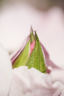 포토 JPG 해외이미지 식물 꽃잎 꽃 분홍색 꽃다발 백그라운드 꽃무늬 오렌지 자연 사랑 사람없음 장식 빨간색 컬러풀 장미 노란색 정원 봄 활발 벚꽃 축하 신선 차 원예 향기 해외202004 해외포토 계절 감정 음료 컬러 컨셉 무늬 과일 취미 생태계 냄새 파일형식 이미지허브