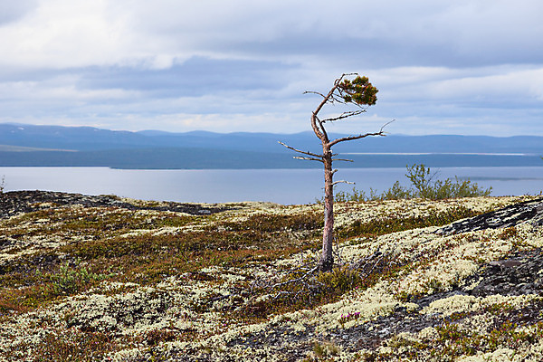 포토 JPG 해외이미지 나무 식물 구름 1 호수 야생동물 자연 하늘 산 이끼 풍경 사람없음 야외 초록색 물 여름 파란색 침묵 소나무 정상 심볼 북쪽 옛날 해외202004 해외포토 자연요소 동물 계절 컬러 소리 방향 생태계 파일형식 이미지허브