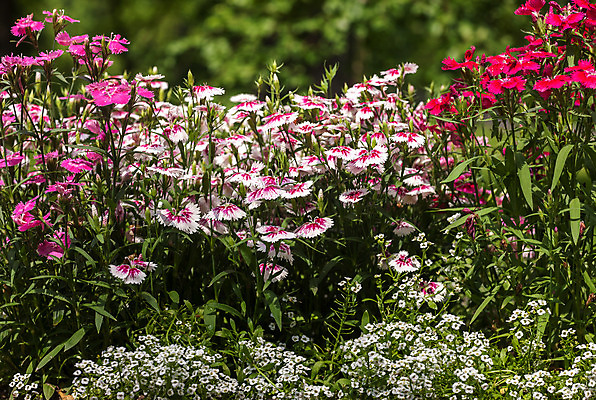 포토 JPG 해외이미지 식물 계절 꽃 유럽 백그라운드 밭 자연 바람 씨앗 풍경 사람없음 야외 초록색 여름 농작물 농장 노란색 맑음 봄 이탈리아 성장 시골 낟알 시리얼 허브 장면 토스카나 해외202004 해외포토 자연요소 나라 음식 컬러 농업 날씨 생태계 파일형식 이미지허브