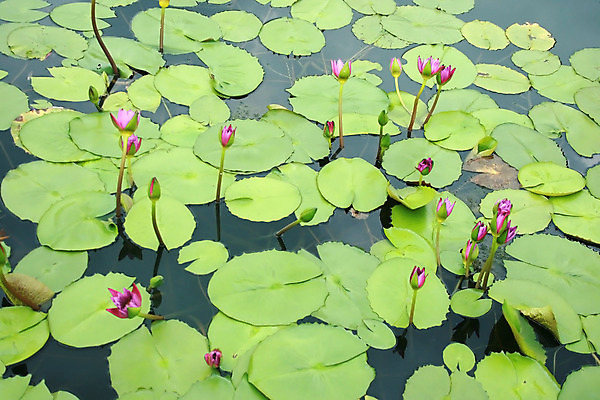 포토 JPG 해외이미지 모양 식물 계절 공원 꽃 아시아 분홍색 백그라운드 잎 패턴 채소 자연 표면 추상 연꽃 동양인 사람없음 야외 초록색 물 여름 햇빛 태양 환경 정원 연못 신선 원형 센터 떨어짐 백합 묘사 유기농 질감 내추럴 이국적 해외202004 해외포토 자연요소 도형 웰빙 공공시설 나라 컬러 컨셉 무늬 인종 생태계 파일형식 이미지허브
