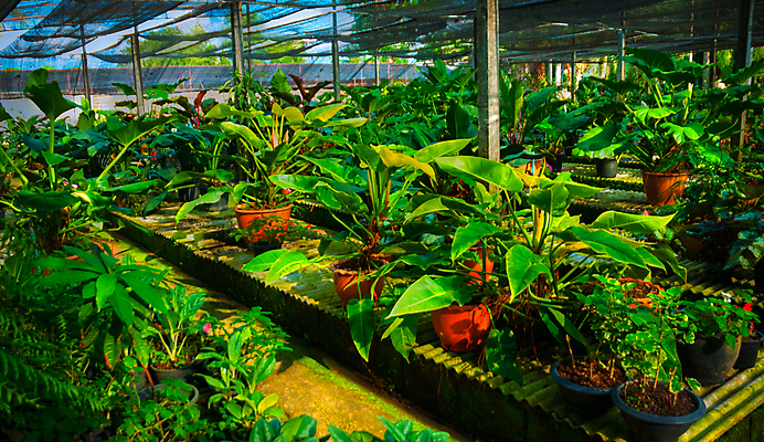 포토 JPG 해외이미지 나무 식물 공원 꽃 아시아 문화 섬 여행 백그라운드 컨셉 잎 패턴 자연 하늘 휴가 휴식 손바닥 동양인 풍경 사람없음 야외 장식 초록색 여름 여행객 환경 정원 침묵 젖음 보호 숲 하와이 정중 특별함 해외202004 해외포토 손 계절 공공시설 나라 컬러 무늬 사람 인종 미국 소리 생태계 파일형식 이미지허브