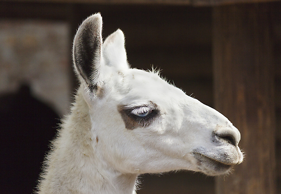 포토 JPG 해외이미지 동물 척추동물 얼굴 야생동물 새끼 포유류 자연 하늘 생물 털 사람없음 야외 옆모습 반려동물 머리 모피 낙타 양모 라마 알파카 해외202004 해외포토 뷰포인트 신체부위 직물 생태계 파일형식 이미지허브