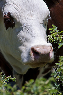 포토 JPG 해외이미지 동물 행복 얼굴 밭 농업 하늘 풍경 사람없음 초록색 파란색 농장 갈색 소고기 우유 소 닫기 먹기 황소 코 귀 해외202004 해외포토 감정 산업 컬러 포유류 모션 유제품 육류 신체부위 파일형식 이미지허브