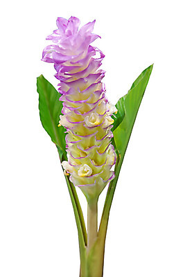 포토 JPG 해외이미지 식물 꽃잎 꽃 행복 줄기 분홍색 백그라운드 잎 꽃무늬 오렌지 자연 발렌타인데이 사람없음 장식 초록색 파란색 빛 컬러풀 머리 정원 보라색 봄 벚꽃 흰색 뜨거움 개화 난초 제비꽃 데이지 부드러움 내추럴 고립 취급주의 파스텔톤 해외202004 해외포토 계절 감정 컬러 무늬 과일 데이이벤트 경고 신체부위 감각 생태계 파일형식 이미지허브