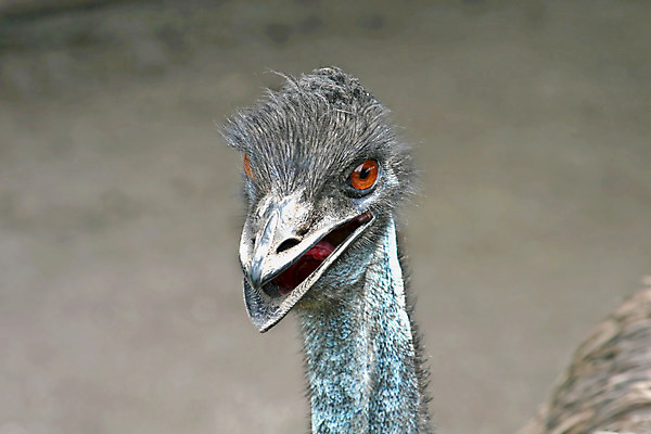 포토 JPG 해외이미지 동물 응시 얼굴 야생동물 자연 조류 사람없음 야외 갈색 머리 회색 입 혀 깃털 호기심 부리 목 타조 계산서 동물상 해외202004 해외포토 시선 감정 컬러 컨셉 신체부위 조형물 생태계 파일형식 이미지허브