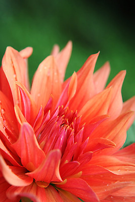 포토 JPG 해외이미지 식물 꽃잎 꽃 분홍색 꽃무늬 자연 사람없음 초록색 정원 성장 벚꽃 신선 꽃집 달리아 묘사 해외202004 해외포토 컬러 무늬 상점 생태계 파일형식 이미지허브