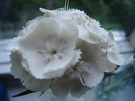 포토 JPG 해외이미지 식물 동물 열매 꽃 분홍색 곤충 과일 자연 사람없음 빨간색 초록색 여름 파란색 노란색 보라색 봄 체리 해외202004 해외포토 계절 컬러 생태계 파일형식 이미지허브