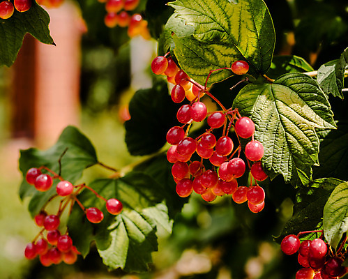 포토 JPG 해외이미지 열매 음식 잎 과일 자연 포도 사람없음 빨간색 초록색 여름 정원 맑음 나뭇가지 내추럴 해외202004 해외포토 나무 식물 계절 컬러 날씨 생태계 파일형식 이미지허브