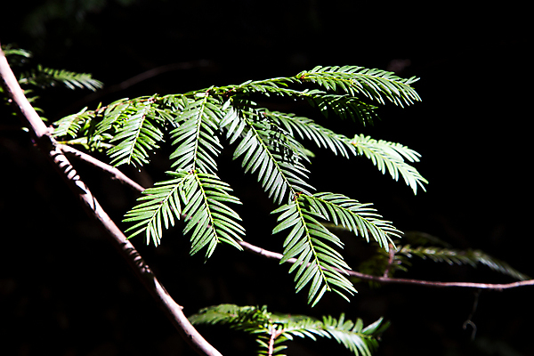 포토 JPG 해외이미지 나무 도로 곡선 사람없음 울타리 소나무 고속도로 숲 캘리포니아 잡동사니 해외202004 해외포토 식물 길 선 교통시설 담장 미국 파일형식 이미지허브