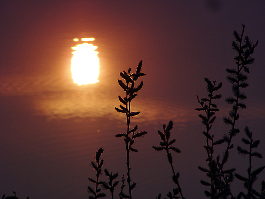 포토 JPG 해외이미지 나무 식물 오렌지 하늘 사람없음 물 빛 강 태양 반사 일몰 봄 가을 나뭇가지 저녁 버드나무 해외202004 해외포토 자연요소 계절 과일 노을 야간 파일형식 이미지허브