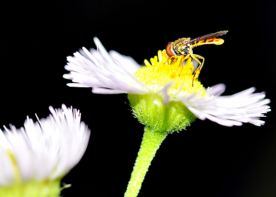 포토 JPG 해외이미지 꽃 야생동물 곤충 자연 사람없음 야외 해충 벌레 해외202004 해외포토 식물 동물 생태계 파일형식 이미지허브