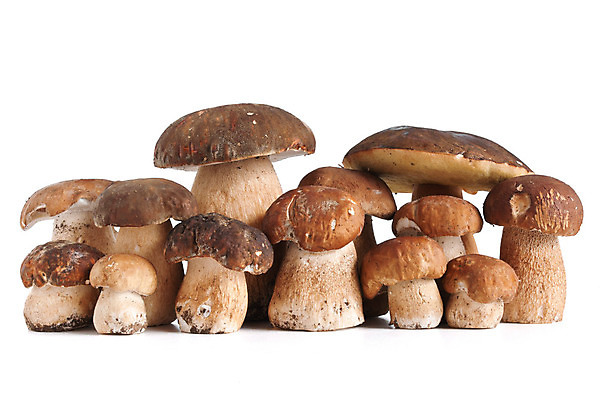 포토 JPG 해외이미지 식물 계절 음식 백그라운드 다이어트 채소 재료 자연 건강 요리 사람없음 여름 갈색 버섯 가을 흰색 신선 그룹 유기농 날것 내추럴 고립 곰팡이 그물버섯 식용 해외202004 해외포토 웰빙 컬러 생태계 파일형식 이미지허브