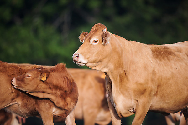 포토 JPG 해외이미지 동물 여자 풍경 사람없음 야외 가축 프랑스 소 프랑스어 기르기 리무진 해외202004 해외포토 문자 유럽 포유류 사람 돌봄 파일형식 이미지허브