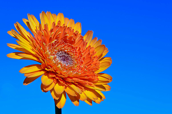 포토 JPG 해외이미지 식물 1 꽃잎 꽃 잎 꽃무늬 패턴 오렌지 자연 하늘 사람없음 야외 가로 파란색 컬러풀 노란색 벚꽃 신선 우아함 묘사 싱글 꽃가루 거베라 내추럴 강렬 해외202004 해외포토 컬러 컨셉 무늬 과일 가루 생태계 파일형식 이미지허브