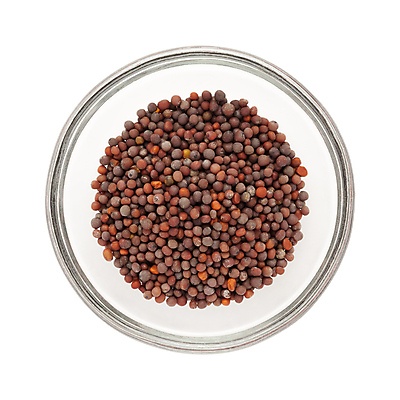 포토 JPG 해외이미지 그릇 사람없음 흰색 낟알 향신료 겨자씨 해외202004 해외포토 식기 컬러 씨앗 향미료 파일형식 이미지허브