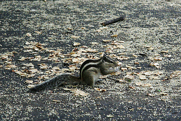 포토 JPG 해외이미지 동물 공원 아시아 문화 야생동물 여행 동양인 사람없음 정원 도시 역사 설치류 가난 인도인 다람쥐 고고학 힌두교 해외202004 해외포토 외국인 공공시설 교육 나라 종교 컨셉 인종 파일형식 이미지허브