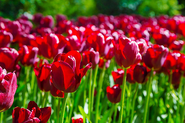 포토 JPG 해외이미지 식물 계절 공원 꽃잎 꽃 꽃다발 여행 결혼 백그라운드 꽃무늬 밭 추상 발렌타인데이 사람없음 야외 빨간색 초록색 컬러풀 정원 맑음 검은색 봄 활발 튤립 성장 벚꽃 직물 신선 개화 그룹 네덜란드 원예 서식 화단 강렬 거짓 카피스페이스 완전 해외202004 해외포토 공공시설 유럽 컬러 컨셉 무늬 농업 데이이벤트 날씨 이벤트 취미 공백 파일형식 이미지허브