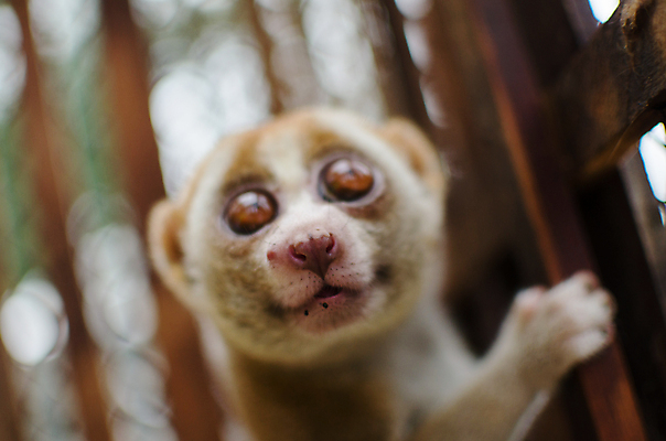 포토 JPG 해외이미지 나무 동물 아시아 야생동물 포유류 자연 종류 사람없음 갈색 머리 원숭이 관찰 작음 유인원 느림 해외202004 해외포토 식물 나라 컬러 모션 신체부위 크기 생태계 파일형식 이미지허브
