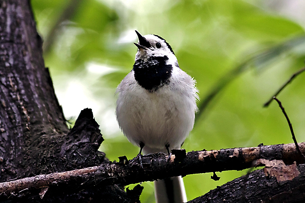 포토 JPG 해외이미지 나무 동물 1 야생동물 날개 노래 조류 앉기 사람없음 야외 여름 검은색 흰색 나뭇가지 작음 깃털 꼬리 부리 서식지 철새 동물상 해외202004 해외포토 식물 계절 음악 컬러 모션 조형물 크기 파일형식 이미지허브