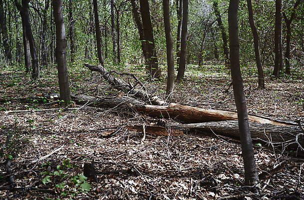 포토 JPG 해외이미지 식물 여행 잎 자연 풍경 사람없음 야외 목재 가로 관광지 햇빛 환경 미국 봄 죽음 떨어짐 숲 장작 사회이슈 통나무 캘리포니아 발견 내추럴 삼림지대 수목 해외202004 해외포토 나무 계절 컨셉 북아메리카 재료 태양 생태계 파일형식 이미지허브