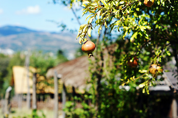 포토 JPG 해외이미지 주간 나무 잎 사람없음 야외 아웃포커스 석류 석류나무 해외202004 해외포토 자연요소 식물 과일 촬영기법 파일형식 이미지허브