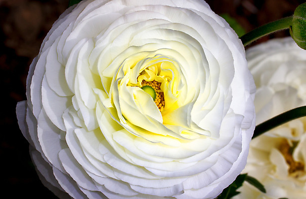 포토 JPG 해외이미지 식물 꽃 사람없음 정원 봄 흰색 영원 해외202004 해외포토 계절 컬러 파일형식 이미지허브