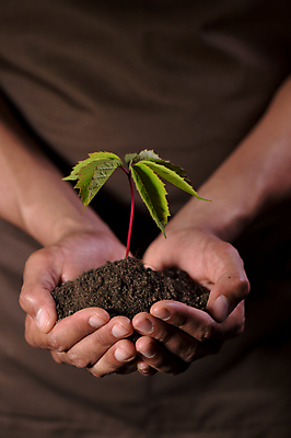 포토 JPG 해외이미지 주간 손 들기 야외 신체부위 새싹 흙 해외202004 해외포토 자연요소 식물 모션 사람 파일형식 이미지허브