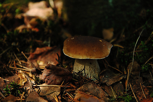 포토 JPG 해외이미지 식물 계절 음식 백그라운드 다이어트 채소 재료 자연 건강 이끼 요리 사람없음 목재 초록색 여름 갈색 환경 버섯 가을 신선 닫기 맛 숲 먹기 유기농 내추럴 그물버섯 식용 캡모자 해외202004 해외포토 나무 모자_잡화 웰빙 컬러 컨셉 모션 생태계 파일형식 이미지허브
