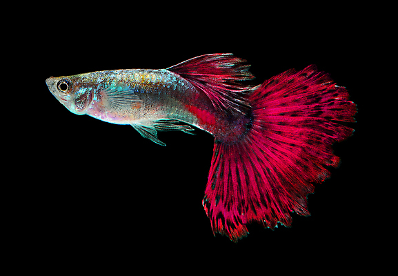 포토 JPG 해외이미지 동물 남자 백그라운드 이동 오렌지 모션 자연 어류 사람없음 장식 빨간색 물 반려동물 유행 검은색 수중 수영 신선 공작 꼬리 탱크 수족관 강렬 고립 해외202004 해외포토 자연요소 컬러 컨셉 과일 조류 사람 수중동물 수상스포츠 생태계 파일형식 이미지허브