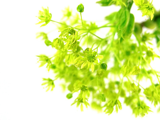 포토 JPG 해외이미지 나무 식물 디자인 꽃 꽃다발 백그라운드 잎 꽃무늬 사람없음 장식 여름 햇빛 맑음 봄 흰색 나뭇가지 신선 모서리 묘사 고립 엘리먼트 해외202004 해외포토 계절 컬러 무늬 날씨 태양 파일형식 이미지허브