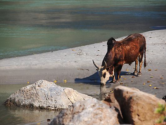 포토 JPG 해외이미지 아시아 동양인 사람없음 야외 물 반사 마시기 소 씻기 빨래 인도인 냄새 신성 진흙 악취 해외202004 해외포토 자연요소 외국인 나라 가사 포유류 모션 인종 청결 파일형식 이미지허브