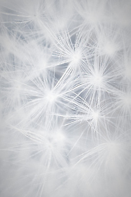 포토 JPG 해외이미지 식물 1 계절 꽃 백그라운드 꽃무늬 자연 추상 사람없음 야외 여름 머리 봄 들꽃 벚꽃 흰색 우아함 닫기 소프트포커스 민들레 묘사 부드러움 내추럴 몽환 해외202004 해외포토 컬러 컨셉 무늬 모션 촬영기법 신체부위 감각 생태계 파일형식 이미지허브