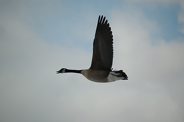 포토 JPG 해외이미지 동물 1 야생동물 날개 자연 조류 하늘 사람없음 야외 가로 회색 거위 해외202004 해외포토 컬러 생태계 파일형식 이미지허브