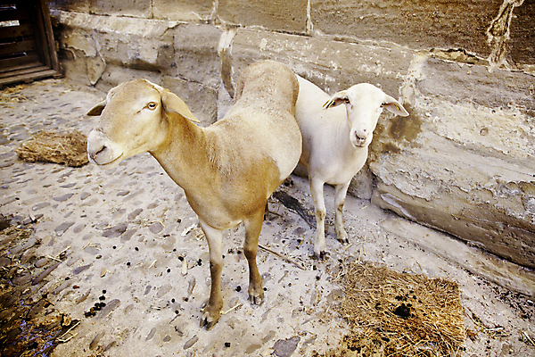 포토 JPG 해외이미지 나무 동물 밭 농업 포유류 자연 새로움 풍경 사람없음 야외 초록색 여름 파란색 농장 농경지 환경 봄 흰색 시골 아기 양 달콤 군중 숲 심볼 호기심 귀 솜털 양고기 내추럴 양모 결백 밭일 토스카나 해외202004 해외포토 식물 계절 감정 산업 컬러 컨셉 육류 사람 신체부위 이탈리아 직물 맛 생태계 파일형식 이미지허브