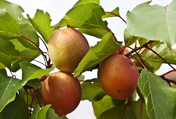 포토 JPG 해외이미지 나무 식물 계절 음식 밭 농업 다이어트 자연 건강 사람없음 초록색 농장 봄 나뭇가지 닫기 달콤 유기농 내추럴 살구 숙성 해외202004 해외포토 웰빙 산업 컬러 과일 모션 맛 생태계 파일형식 이미지허브