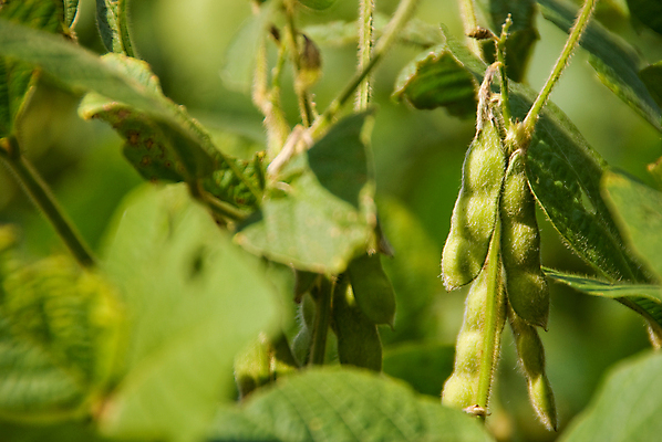 포토 JPG 해외이미지 식물 산업 음식 잎 밭 농업 다이어트 채소 자연 콩 건강 풍경 사람없음 초록색 농작물 농장 수확 성장 시골 신선 유기농 내추럴 꼬투리 단백질 대두 밭일 숙성 줄서기 채식주의자 해외202004 해외포토 웰빙 컬러 모션 곡류 생태계 채식 영양소 파일형식 이미지허브
